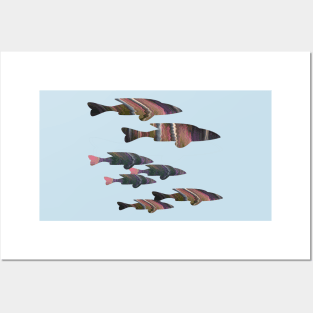 Fuchsia Fish Posters and Art